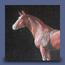 Cavallo