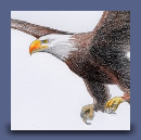 Aquila